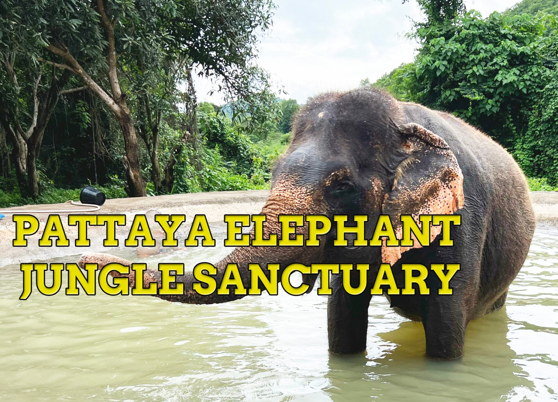 Pattaya Elephant Jungle Sanctuary